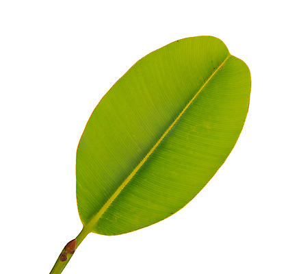 포토 JPG 해외이미지 나무 식물 백그라운드 잎 자연 바나나 건강 손바닥 사람없음 야외 초록색 물 여름 빛 컬러풀 우주 성장 흰색 신선 큼 자르기 묘사 싱글 유기농 질감 내추럴 고립 엘리먼트 해외202004 해외포토 자연요소 손 웰빙 계절 컬러 과일 모션 크기 생태계 파일형식 이미지허브