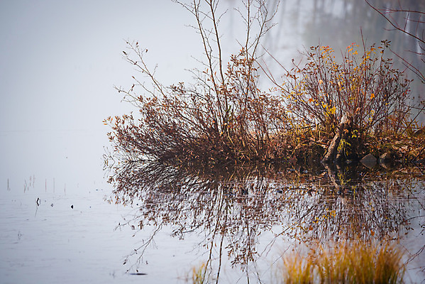 포토 JPG 해외이미지 나무 계절 호수 낙엽 자연 아침 잔디 사람없음 야외 물 평화 일출 새벽 촉촉함 안개 가을 신선 황무지 습지 숲 시원함 11월 속도 내추럴 뿌연 삼림지대 섞기 해외202004 해외포토 주간 자연요소 식물 컨셉 잎 날씨 노을 젖음 날짜 생태계 파일형식 이미지허브