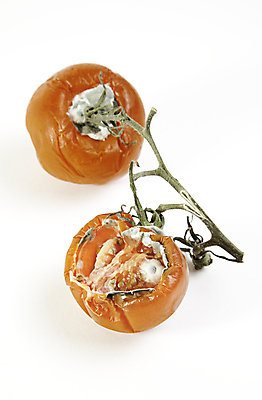 포토 JPG 해외이미지 음식 백그라운드 토마토 채소 오렌지 씨앗 사람없음 빨간색 세로 검은색 흰색 나뭇가지 죽음 점 질병 질감 종료 나쁜 고립 곰팡이 밭일 부정적 썩음 옛날 추출 해로움 해외202004 해외포토 나무 식물 감정 컬러 컨셉 과일 의학 파일형식 이미지허브