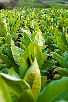 포토 JPG 해외이미지 식물 잎 밭 농업 자연 사람없음 초록색 농장 밭일 줄서기 해외202004 해외포토 산업 컬러 모션 생태계 파일형식 이미지허브