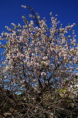 포토 JPG 해외이미지 나무 식물 계절 꽃잎 꽃 분홍색 백그라운드 잎 꽃무늬 농업 과일 자연 풍경 사람없음 정원 봄 벚꽃 흰색 나뭇가지 시골 신선 개화 아몬드 해외202004 해외포토 산업 컬러 무늬 견과류 생태계 파일형식 이미지허브