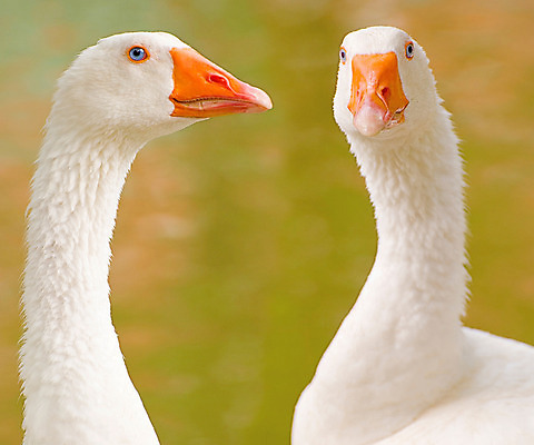 포토 JPG 해외이미지 동물 커플 응시 공원 호수 물결 야생동물 2 자연 조류 사람없음 초록색 물 강 반사 머리 평화 수영 거울 흰색 연못 쌍 우아함 순수 깃털 부리 백조 목 거위 물새 단아함 해외202004 해외포토 자연요소 시선 공공시설 컬러 컨셉 관계 신체부위 수상스포츠 생태계 파일형식 이미지허브