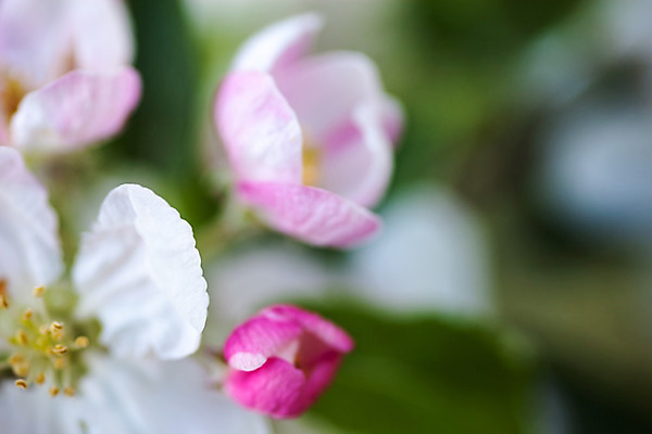 포토 JPG 해외이미지 나무 식물 계절 꽃잎 꽃 분홍색 잎 자연 사람없음 야외 햇빛 머리 정원 침묵 봄 성장 벚꽃 흰색 나뭇가지 신선 개화 사과 수분 과수원 꽃가루 부드러움 꽃수술 해외202004 해외포토 컬러 농업 과일 신체부위 태양 소리 감각 가루 생태계 파일형식 이미지허브