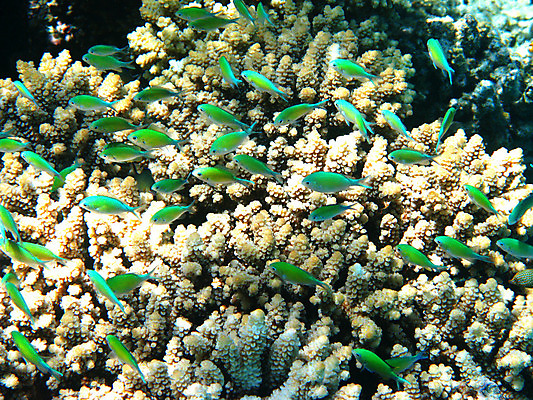 포토 JPG 해외이미지 동물 야생동물 바다 아프리카 자연 휴가 휴식 바닥 이집트 어류 사람없음 물 여름 수중 수영 스노클링 산호 다이빙 암초 발견 깊이 동물상 이국적 해외202004 해외포토 자연요소 계절 나라 컨셉 조형물 수중동물 수상스포츠 자포동물 생태계 수중스포츠 파일형식 이미지허브