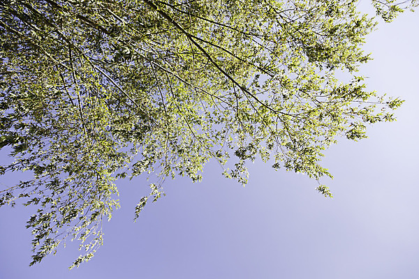 포토 JPG 해외이미지 나무 식물 구름 계절 공원 백그라운드 잎 자연 벽지 하늘 아침 새로움 손바닥 미술 풍경 사람없음 야외 초록색 여름 파란색 빛 햇빛 태양 우주 환경 정원 맑음 봄 광선 나뭇가지 신선 숲 질감 카피스페이스 해외202004 해외포토 주간 자연요소 손 공공시설 컬러 컨셉 날씨 문화예술 공백 생태계 파일형식 이미지허브