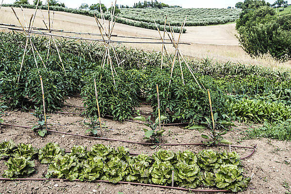 포토 JPG 해외이미지 나무 식물 계절 음식 농업 채소 자연 날씨 요리 취미 사람없음 야외 초록색 물 여름 햇빛 정원 힘 흙 봄 활발 습기 에너지 수확 성장 달 시골 업무 순수 레시피 성분 숙성 세련 완전 해외202004 해외포토 자연요소 산업 컬러 컨셉 태양 작업 생태계 파일형식 이미지허브