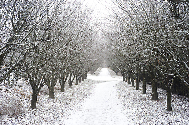 포토 JPG 해외이미지 나무 식물 계절 공원 도로 길 겨울 자연 사람없음 야외 가로 걷기 냉동 얼음 침묵 회색 추위 안개 흰색 시골 도시 고독 숲 오솔길 지루함 서리 정사각형 장면 멀리 흐림 눈보라 1월 내추럴 2월 우크라이나 해외202004 해외포토 자연요소 도형 공공시설 감정 유럽 컬러 교통시설 모션 날씨 눈_날씨 소리 날짜 생태계 파일형식 이미지허브