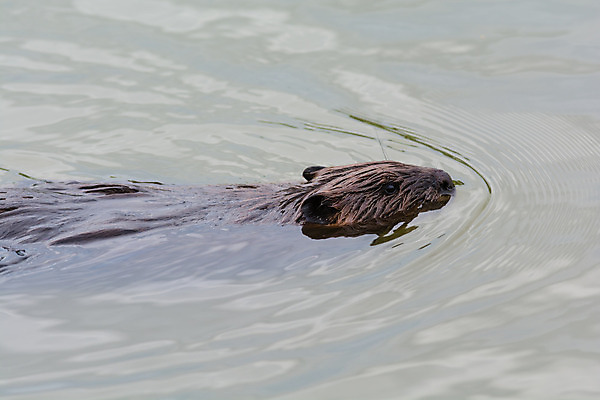 포토 JPG 해외이미지 동물 야생동물 포유류 자연 사람없음 야외 가로 물 갈색 사진촬영 수영 연못 비버 해외202004 해외포토 자연요소 컬러 촬영 수상스포츠 생태계 파일형식 이미지허브