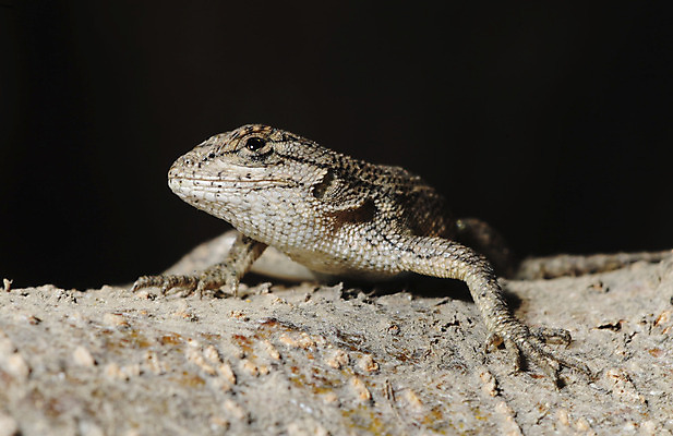 포토 JPG 해외이미지 응시 얼굴 파충류 자연 생물 사람없음 야외 작음 도마뱀 암초 해외202004 해외포토 동물 시선 신체부위 크기 생태계 파일형식 이미지허브