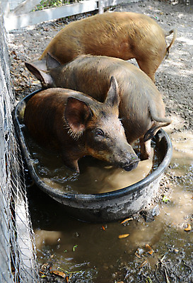 포토 JPG 해외이미지 동물 행복 장난 포유류 사람없음 물 농장 갈색 가축 돼지 주둥이 멧돼지 해외202004 해외포토 자연요소 감정 컬러 농업 파일형식 이미지허브