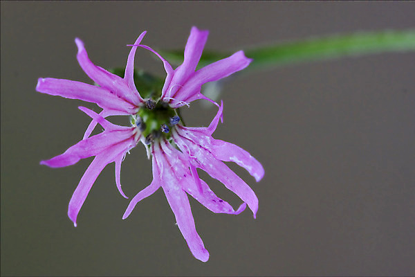 포토 JPG 해외이미지 꽃잎 꽃 줄기 분홍색 백그라운드 잎 패턴 자연 그림자 사람없음 빨간색 초록색 파란색 빛 갈색 정원 검은색 봄 이탈리아 회색 개화 닫기 떨어짐 4월 6월 9월 5월 제비꽃 질감 꽃가루 5 8월 해외202004 해외포토 식물 계절 유럽 컬러 컨셉 무늬 모션 숫자 날짜 가루 생태계 파일형식 이미지허브