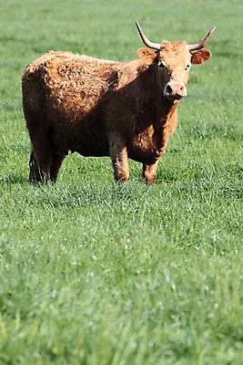 포토 JPG 해외이미지 캠페인 농업 사람없음 농장 농경지 갈색 우유 프랑스 시골 소 황소 황소자리 밭일 해외202004 해외포토 유럽 산업 컬러 포유류 유제품 별자리 파일형식 이미지허브