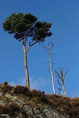 포토 JPG 해외이미지 하늘 골격 풍경 사람없음 초록색 파란색 나뭇가지 죽음 큼 나무껍질 암초 해외202004 해외포토 나무 컬러 껍질 크기 파일형식 이미지허브