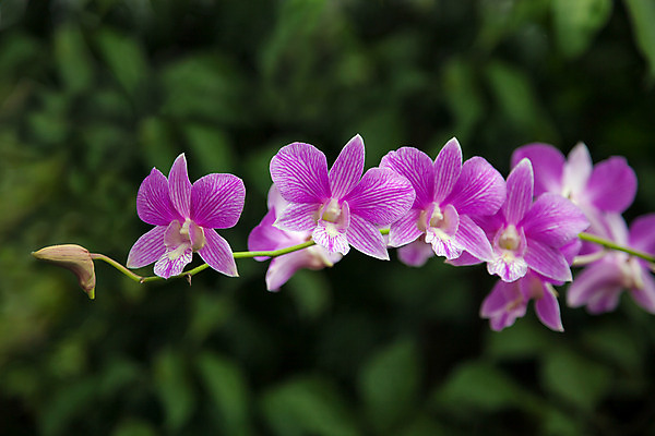 포토 JPG 해외이미지 식물 꽃잎 꽃 줄기 분홍색 꽃무늬 요정 사람없음 가로 빨간색 초록색 컬러풀 노란색 보라색 흰색 개화 난초 X 자주색 묘사 분무기 잡종 구성 해외202004 해외포토 알파벳 컬러 무늬 파일형식 이미지허브