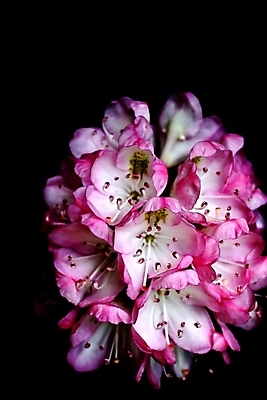 포토 JPG 해외이미지 식물 꽃잎 꽃 백그라운드 밭 자연 새로움 산 사람없음 여름 컬러풀 정원 봄 개화 닫기 수분 꽃가루 내추럴 강렬 월계수 해외202004 해외포토 계절 컬러 컨셉 농업 모션 가루 생태계 파일형식 이미지허브