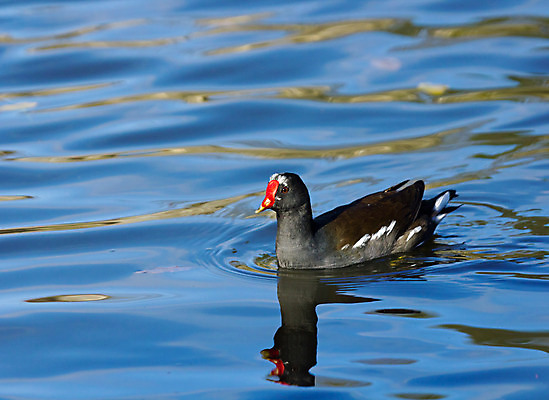 포토 JPG 해외이미지 계절 호수 야생동물 겨울 자연 조류 성인 사람없음 빨간색 물 강 갈색 노란색 검은색 흰색 연못 해외202004 해외포토 자연요소 동물 컬러 사람 생태계 파일형식 이미지허브