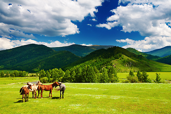 포토 JPG 해외이미지 주간 파노라마 풍경 사람없음 야외 농경지 맑음 가축 목장 말_동물 해외202004 해외포토 자연요소 동물 포유류 날씨 촬영기법 농장 파일형식 이미지허브