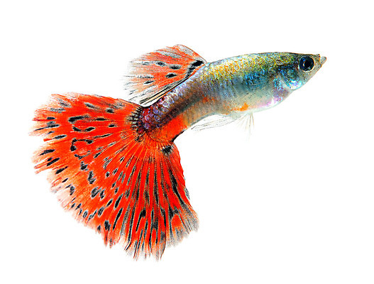 포토 JPG 해외이미지 동물 남자 백그라운드 이동 오렌지 모션 자연 어류 사람없음 장식 빨간색 물 반려동물 유행 검은색 수중 수영 신선 공작 꼬리 탱크 수족관 강렬 고립 해외202004 해외포토 자연요소 컬러 컨셉 과일 조류 사람 수중동물 수상스포츠 생태계 파일형식 이미지허브