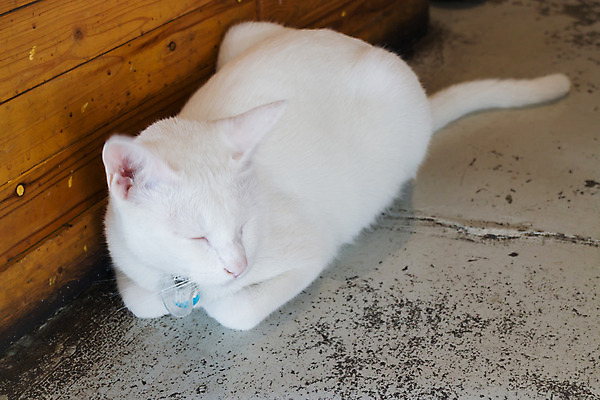 포토 JPG 해외이미지 동물 1 응시 얼굴 포유류 짧은머리 털 사람없음 반려동물 귀여움 고양이 흰색 잠 호기심 싱글 노려봄 거짓말 주목 혼자 해외202004 해외포토 헤어스타일 시선 감정 컬러 컨셉 표정 신체부위 파일형식 이미지허브