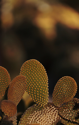 포토 JPG 해외이미지 꽃 백그라운드 과일 선인장 사람없음 봄 사막 뜨거움 애리조나 해외202004 해외포토 식물 계절 미국 파일형식 이미지허브