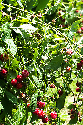 포토 JPG 해외이미지 열매 음식 백그라운드 잎 과일 자연 건강 사람없음 빨간색 초록색 여름 신선 달콤 맛 산딸기 숙성 해외202004 해외포토 식물 계절 컬러 컨셉 생태계 파일형식 이미지허브