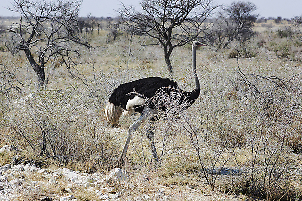 포토 JPG 해외이미지 동물 공원 여자 남자 실루엣 야생동물 여행 백그라운드 아프리카 자연 조류 하늘 건조 풍경 사람없음 야외 파란색 빛 머리 검은색 사막 게임 관찰 쌍 황무지 보호 큼 사파리 깃털 목 타조 남쪽 내추럴 고립 동물상 생태학 전국 칼라하리 해외202004 해외포토 공공시설 교육 나라 컬러 컨셉 모션 놀이 촬영기법 사람 신체부위 조형물 크기 방향 생태계 파일형식 이미지허브
