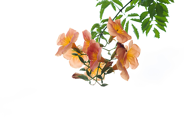 포토 JPG 해외이미지 식물 꽃잎 꽃 꽃다발 백그라운드 오렌지 자연 열대 선물 사람없음 장식 빨간색 노란색 머리 스파 활발 벚꽃 흰색 개화 난초 우아함 묘사 심플 호접란 흙더미 내추럴 고립 광합성 해외202004 해외포토 컬러 컨셉 과일 신체부위 흙 생태계 파일형식 더미 이미지허브