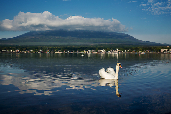 포토 JPG 해외이미지 주간 한마리 호수 사람없음 야외 백조 해외202004 해외포토 자연요소 1 조류 파일형식 이미지허브