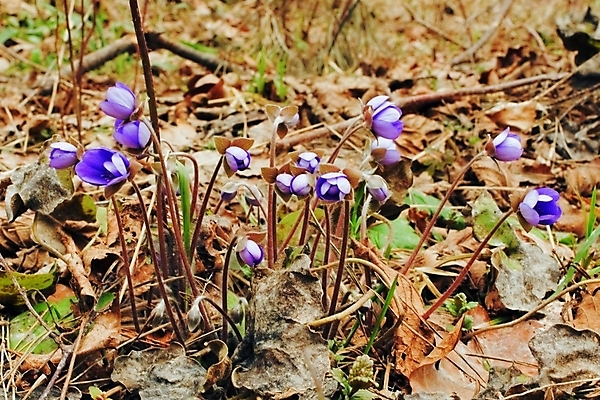 포토 JPG 해외이미지 나무 꽃잎 꽃 꽃다발 잎 자연 날씨 건조 풍경 사람없음 초록색 갈색 봄 제비꽃 라일락 생태학 해외202004 해외포토 식물 계절 교육 컬러 생태계 파일형식 이미지허브