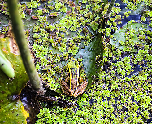 포토 JPG 해외이미지 동물 야생동물 자연 열대 생물 개구리 양서류 갈대 사람없음 초록색 물 여름 반사 노란색 환경 관찰 연못 황무지 닫기 두꺼비 동물상 해외202004 해외포토 자연요소 식물 계절 컬러 모션 조형물 생태계 파일형식 이미지허브