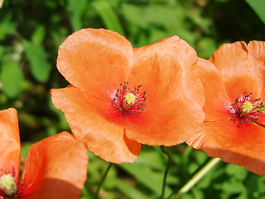 포토 JPG 해외이미지 식물 공원 꽃 백그라운드 자연 사람없음 빨간색 정원 해외202004 해외포토 공공시설 컬러 생태계 파일형식 이미지허브