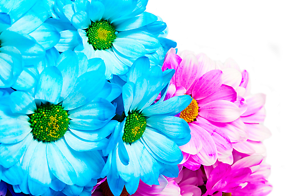 포토 JPG 해외이미지 식물 디자인 계절 꽃잎 꽃 분홍색 꽃다발 백그라운드 꽃무늬 패턴 자연 벽지 추상 휴가 국화 발렌타인데이 선물 사람없음 장식 빨간색 여름 컬러풀 노란색 정원 맑음 보라색 봄 활발 벚꽃 가을 흰색 신선 개화 다발 배열 묘사 질감 데이지 내추럴 고립 해외202004 해외포토 컬러 컨셉 무늬 데이이벤트 날씨 생태계 파일형식 이미지허브