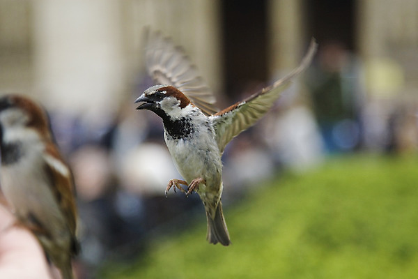 포토 JPG 해외이미지 손 야생동물 날개 자연 조류 사람없음 회색 먹기 배고픔 깃털 부리 참새 수유 해외202004 해외포토 동물 컬러 모션 신체부위 생태계 파일형식 이미지허브