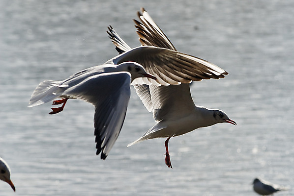 포토 JPG 해외이미지 동물 종교 야생동물 바다 포즈 백그라운드 날개 자연 갈매기 조류 낚시 사랑 사람없음 파란색 빛 평화 맑음 희망 자유 광선 흰색 비행 우아함 닫기 심볼 순수 깃털 신성 천국 내추럴 독립 무료 해외202004 해외포토 감정 컬러 컨셉 모션 레저 날씨 생태계 파일형식 이미지허브