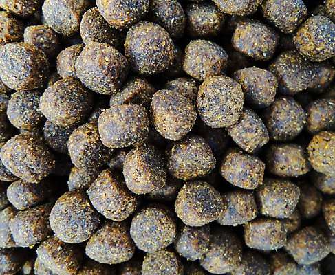 포토 JPG 해외이미지 동물 접시 길 음식 건조 사람없음 반려동물 사발 개 맛 잡지 낟알 자르기 먹기 귀 페이지 해외202004 해외포토 식기 컨셉 포유류 모션 신체부위 간행물 사기그릇 파일형식 이미지허브