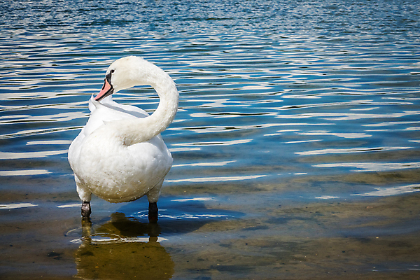 포토 JPG 해외이미지 주간 한마리 호수 사람없음 야외 백조 해외202004 해외포토 자연요소 1 조류 파일형식 이미지허브