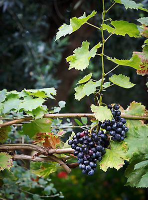포토 JPG 해외이미지 식물 열매 꽃잎 벽 분홍색 백그라운드 잎 과일 자연 포도 사람없음 야외 초록색 컬러풀 농장 와인 정원 보라색 수확 성장 가을 흰색 유기농 원예 포도밭 포도나무 내추럴 양조장 많음 해외202004 해외포토 웰빙 계절 꽃 컬러 컨셉 밭 농업 주류 취미 과일나무 생태계 파일형식 이미지허브