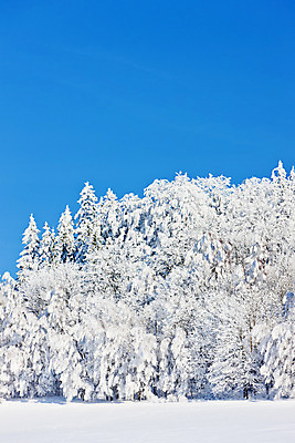 포토 JPG 해외이미지 나무 식물 외관 유럽 겨울 자연 풍경 사람없음 야외 추위 흰색 숲 서리 체코 동유럽 내추럴 눈내림 모라비아 해외202004 해외포토 계절 나라 컬러 눈_날씨 생태계 파일형식 이미지허브