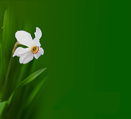 포토 JPG 해외이미지 계절 꽃잎 꽃 백그라운드 잎 꽃무늬 자연 사람없음 초록색 정원 봄 신용카드 개화 수선화 카피스페이스 해외202004 해외포토 식물 컬러 무늬 금융 공백 생태계 파일형식 이미지허브