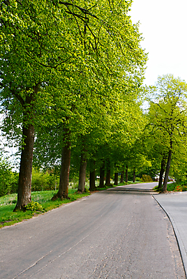 포토 JPG 해외이미지 나무 계절 공원 도로 길 여행 백그라운드 잎 밭 자연 풍경 사람없음 야외 초록색 여름 파란색 빛 컬러풀 햇빛 평화 환경 맑음 봄 산책 나뭇가지 시골 숲 오솔길 내추럴 루트 방법 해외202004 해외포토 식물 공공시설 컬러 컨셉 농업 교통시설 날씨 휴식 태양 생태계 파일형식 이미지허브