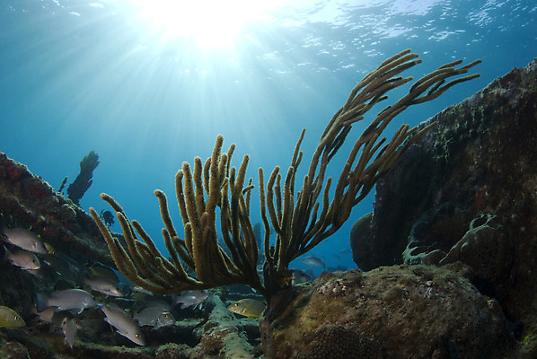 포토 JPG 해외이미지 동물 바다 자연 표면 어류 사람없음 물 파란색 태양 수중 수면 산호 다이빙 소금 암초 대서양 바하마 소금물 침몰 해외202004 해외포토 자연요소 컬러 수영 수중동물 자포동물 생태계 수중스포츠 파일형식 이미지허브