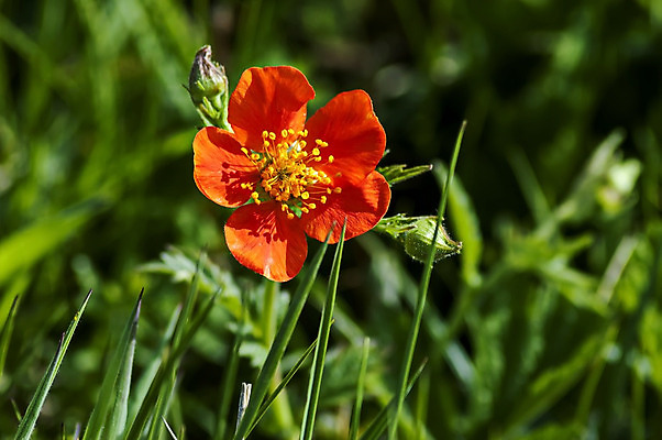 포토 JPG 해외이미지 식물 계절 꽃잎 꽃 백그라운드 잎 패턴 자연 산 사람없음 야외 장식 빨간색 초록색 여름 햇빛 노란색 활발 벚꽃 신선 개화 순수 질감 꽃가루 내추럴 꽃수술 불가리아 아네모네 해외202004 해외포토 컬러 컨셉 무늬 태양 가루 생태계 파일형식 남유럽 이미지허브
