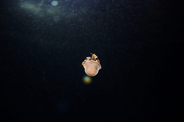 포토 JPG 해외이미지 한마리 사람없음 바닷속 수중동물 자포동물 해파리 해외202004 해외포토 동물 1 수중 파일형식 이미지허브