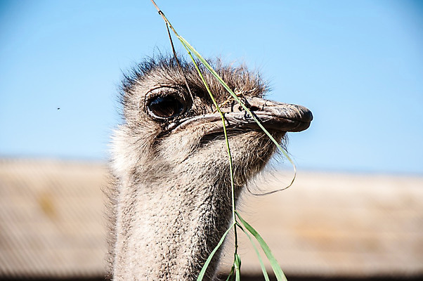 포토 JPG 해외이미지 동물 응시 공원 야생동물 날개 아프리카 자연 조류 사람없음 야외 머리 관찰 큼 사파리 깃털 호기심 부리 목 타조 내추럴 동물상 해외202004 해외포토 시선 공공시설 감정 나라 컨셉 모션 신체부위 조형물 크기 생태계 파일형식 이미지허브