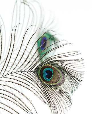 포토 JPG 해외이미지 디자인 야생동물 백그라운드 패턴 날개 오렌지 자연 조류 추상 사람없음 장식 빛 컬러풀 활발 흰색 황금 우아함 닫기 공작 깃털 묘사 질감 꼬리 솜털 고립 엘리먼트 터키석 해외202004 해외포토 동물 컬러 컨셉 무늬 과일 모션 보석 생태계 파일형식 이미지허브