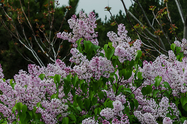 포토 JPG 해외이미지 식물 계절 꽃 분홍색 꽃다발 밭 자연 휴식 부활절 선물 사랑 사람없음 야외 초록색 빛 컬러풀 햇빛 태양 장미 노란색 정원 봄 신선 우아함 제비꽃 데이지 향기 아로마 천국 해외202004 해외포토 자연요소 기념일 감정 컬러 컨셉 농업 생태계 냄새 파일형식 이미지허브