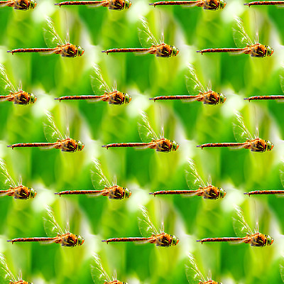 포토 JPG 해외이미지 동물 디자인 곤충 백그라운드 패턴 자연 추상 미술 사람없음 장식 여름 환경 맑음 잠자리 파편 질감 정사각형 대칭 리듬 생태학 많음 해외202004 해외포토 도형 계절 교육 컨셉 무늬 날씨 문화예술 생태계 파일형식 이미지허브