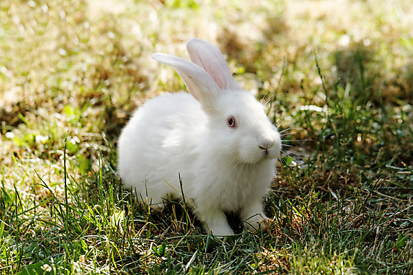 포토 JPG 해외이미지 동물 야생동물 밭 포유류 자연 부활절 잔디 사람없음 야외 초록색 반려동물 정원 봄 흰색 토끼 작음 모피 귀 솜털 해외202004 해외포토 식물 계절 기념일 컬러 농업 신체부위 크기 생태계 파일형식 이미지허브