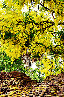 포토 JPG 해외이미지 식물 계절 공원 꽃 벽 여행 꽃무늬 건축양식 태국 날씨 벽돌 거리 여러명 사람없음 야외 여름 컬러풀 노란색 벚꽃 뜨거움 개화 역사 랜드마크 옛날 해외202004 해외포토 공공시설 건축 아시아 컬러 다수 무늬 사람 파일형식 이미지허브