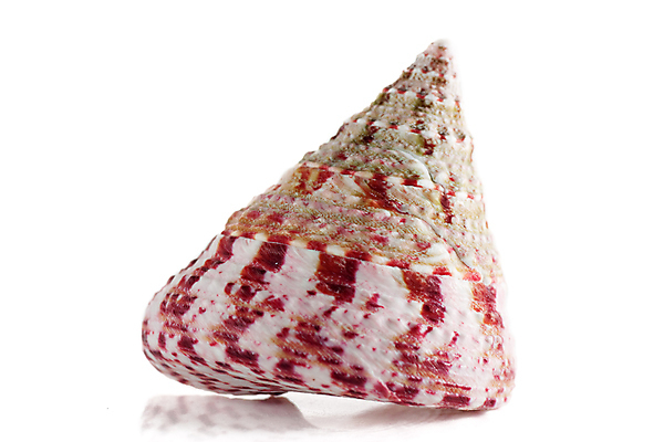 포토 JPG 해외이미지 동물 바다 백그라운드 패턴 자연 연체동물 나선형 사람없음 가로 빛 우주 소용돌이 껍질 흰색 자르기 오브젝트 싱글 슛 가리비 발견 고립 해외202004 해외포토 컬러 무늬 모션 조개 무척추동물 회오리 생태계 파일형식 이미지허브